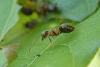 Lasius emarginatus