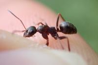 Formica cunicularia