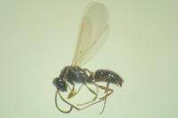 Hypoponera eduardi