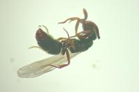 Hypoponera eduardi
