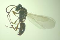 Hypoponera eduardi