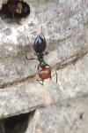 Crematogaster scutellaris