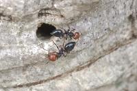 Crematogaster scutellaris
