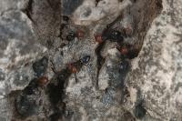 Crematogaster scutellaris