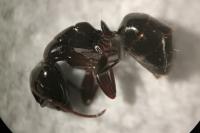Camponotus fallax