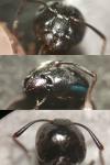 Camponotus fallax