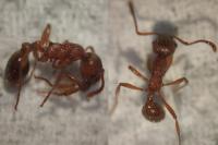 Myrmica rubra