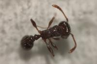 Tetramorium