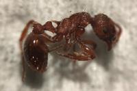 Myrmica specioides