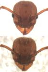 Myrmica specioides