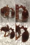 Myrmica specioides