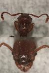 Myrmica specioides