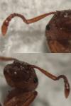 Myrmica specioides