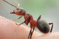 Formica pratensis