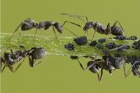 Formica