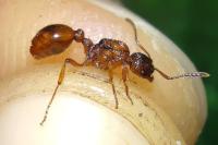 Myrmica ruginodis