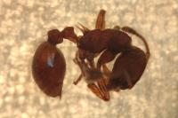 Myrmica scabrinodis