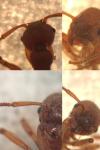 Myrmica scabrinodis