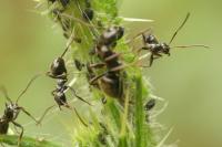 Formica gagates