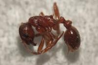 Myrmica rubra