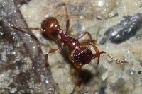 Myrmica rubra