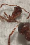 Myrmica rubra