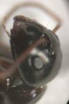 Camponotus fallax