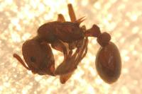 Myrmica scabrinodis