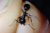 Lasius fuliginosus