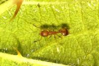 Temnothorax unifasciatus