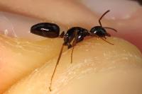 Camponotus fallax