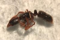 Ponera coarctata