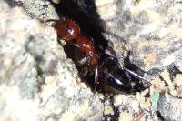 Camponotus lateralis