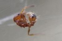 Temnothorax unifasciatus