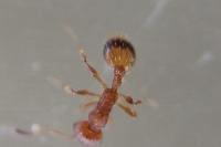 Temnothorax unifasciatus