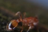 Temnothorax unifasciatus