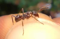 Formica cunicularia