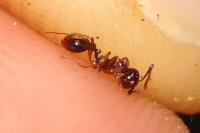 Aphaenogaster subterranea