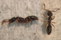 Hypoponera eduardi
