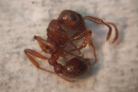 Myrmica ruginodis