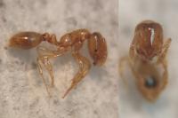 Solenopsis fugax