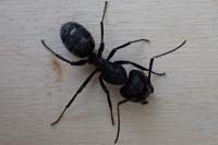 Camponotus vagus