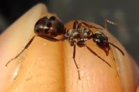 Formica cunicularia