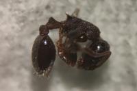 Temnothorax angustulus