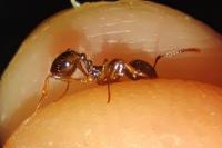 Aphaenogaster subterranea