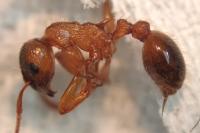 Myrmica ruginodis