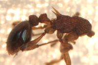 Myrmica sabuleti
