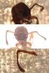 Myrmica sabuleti