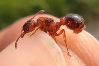 Myrmica bibikoffi