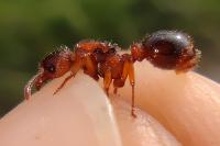 Myrmica bibikoffi
